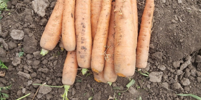 Pret: negociabil in functie de cantitatea dorita. Productor local