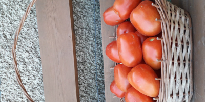 Venderé tomates de campo LIMA, grandes, sabrosos, los mejores
