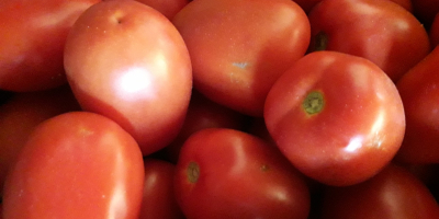 Venderé tomates de campo LIMA, grandes, sabrosos, los mejores