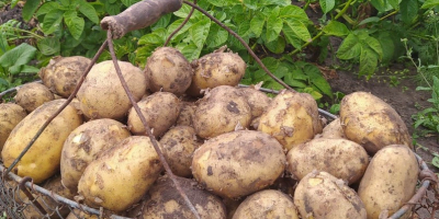 Venderé patatas, variedad Denar, muy ricas. 10 PLN /