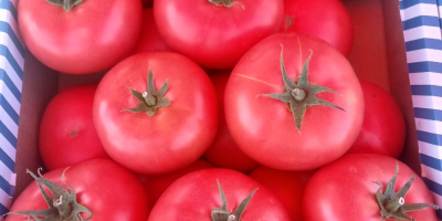 Hola, vendo tomate frambuesa 1 categoría BBB. CAMA Y