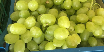 UNA OPORTUNIDAD ÚNICA !!! Uvas brillantes, calibre 20-25, cantidad