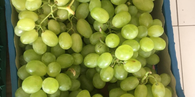 UNA OPORTUNIDAD ÚNICA !!! Uvas brillantes, calibre 20-25, cantidad