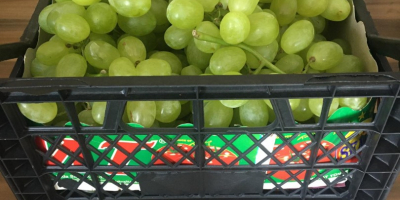 UNA OPORTUNIDAD ÚNICA !!! Uvas brillantes, calibre 20-25, cantidad