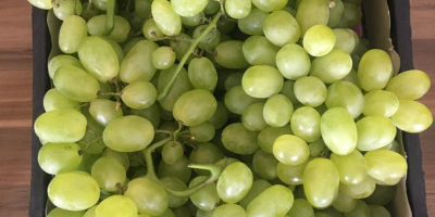 UNA OPORTUNIDAD ÚNICA !!! Uvas brillantes, calibre 20-25, cantidad