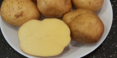 Patatas tiernas, variedad vineta. Embalaje y excavado bajo el