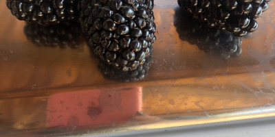 Moras frescas de nuestro propio cultivo de especial calidad