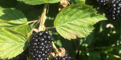 Moras frescas de nuestro propio cultivo de especial calidad