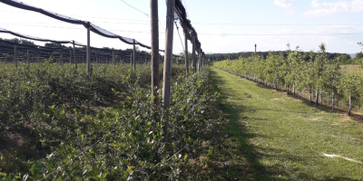 Hola cultivamos Aronia ecológica cosechada a mano. El precio