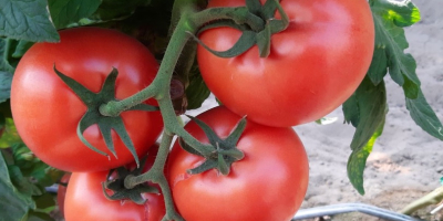 Hola. Ofrezco tomates frambuesa cultivados en túneles utilizando el