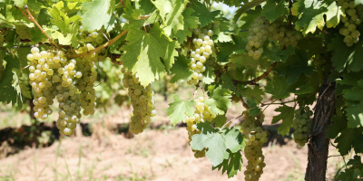 Cultivo la niña real rumana y la niña rumana