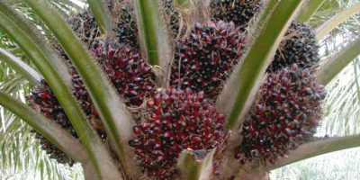 Plántulas híbridas de palma aceitera Tenera de alto rendimiento