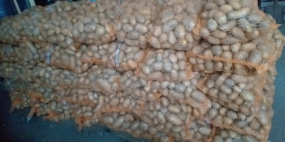 Venderé patatas Lilly envasadas en sacos de 15 kg,