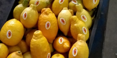 Compañía Alshams para importación y exportación general #fresh_lemon ●