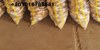 Empresa Alshams para importación y exportación general #fresh_potatoes con