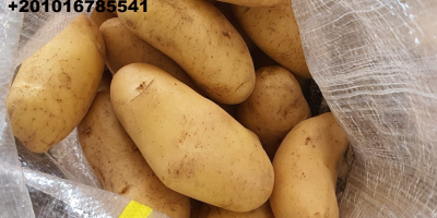 Empresa Alshams para importación y exportación general #fresh_potatoes con