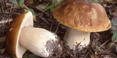 Nuestra empresa le ofrece setas boletus frescas y secas