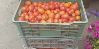 Un tomate de campo recogido diariamente unos 200 kg