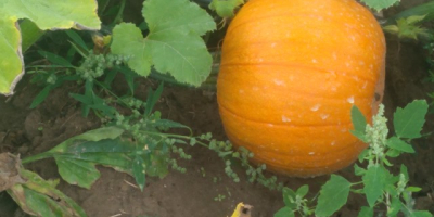 Venderé una calabaza, una variedad spitfire que pesa 2-3