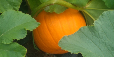 Venderé una calabaza, una variedad spitfire que pesa 2-3