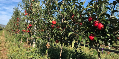 EARLY RED GALA - Pulpa roja intensa, jugosa, dulce