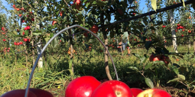 EARLY RED GALA - Pulpa roja intensa, jugosa, dulce