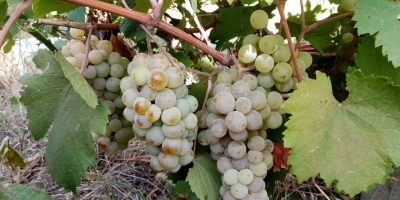 El ingeniero enológico Pîrvu Marian ofrece uvas a la