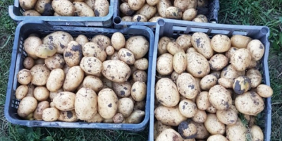 Como papas de la variedad carrera, precio negociable según