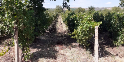 Venta de uvas y mosto - Dealu Mare, zona