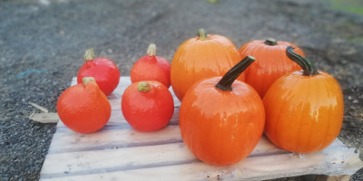 Venderé una variedad de calabaza de hokkaido.