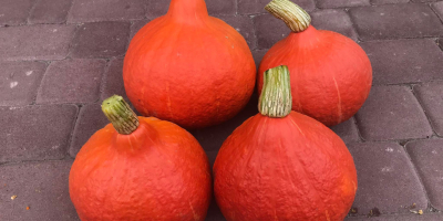 Venderé una variedad de calabaza de hokkaido.