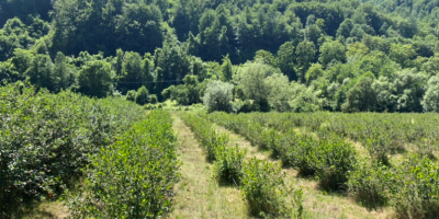 La Cooperativa Agrícola Murino comienza a cosechar chokeberries la