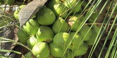 Podemos suministrar coco fresco y otros productos de coco.