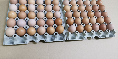 Hola, tengo a la venta huevos de gallinas jóvenes