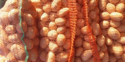 Patatas blancas y rojas