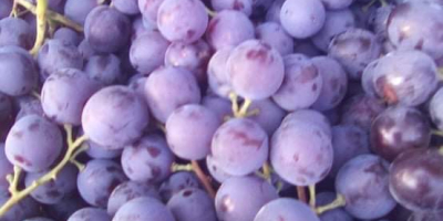 Vendo uvas de mesa finas Muscat de Hambourg. Precio