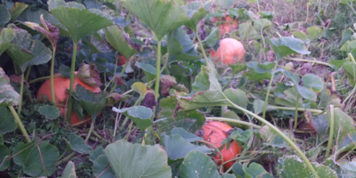 Calabaza grande de 10 a 60 kg