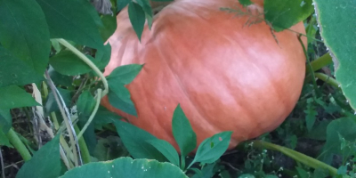 Calabaza grande de 10 a 60 kg