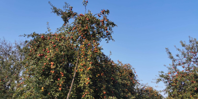 Manzanas para jugo de todas las variedades y tamaños.