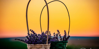 Vendo 80 litros de aceite de lavanda y 900