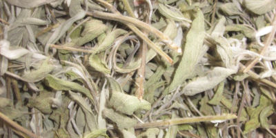 Salvia officinalis-pedúnculo, suelto. Cosecha-2020