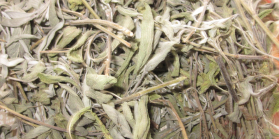 Salvia officinalis-pedúnculo, suelto. Cosecha-2020