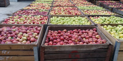 Vendemos deliciosas manzanas Golden = 200T Starkimson = 50T