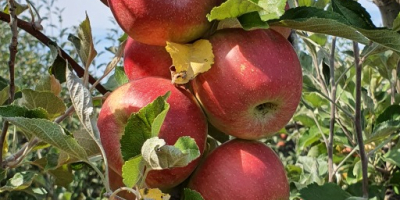 Vendemos deliciosas manzanas Golden = 200T Starkimson = 50T