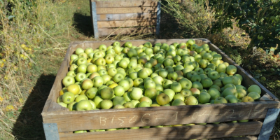 Vendemos deliciosas manzanas Golden = 200T Starkimson = 50T