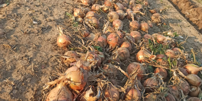 Cebolla dura y seca, calibre principalmente 5-8. Justo fuera