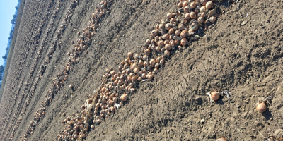 Venderé una cebolla con cáscara. Puedo emitir una factura