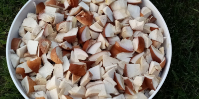 Hola. Venderé hongos porcini secos. Precio por 10 dag