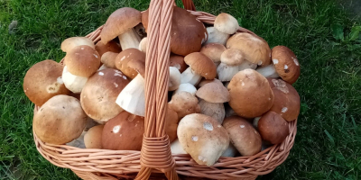 Hola. Venderé hongos porcini secos. Precio por 10 dag