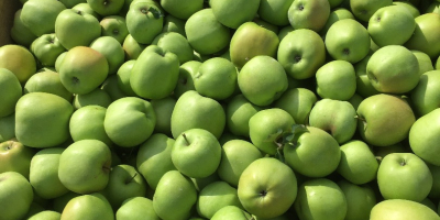 Venderé un lindo mutsu, una manzana limpia, sin granizo